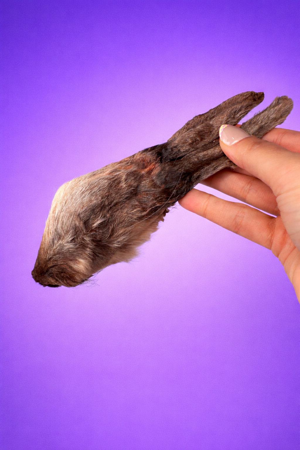 Whole Dehydrated Rabbit Head