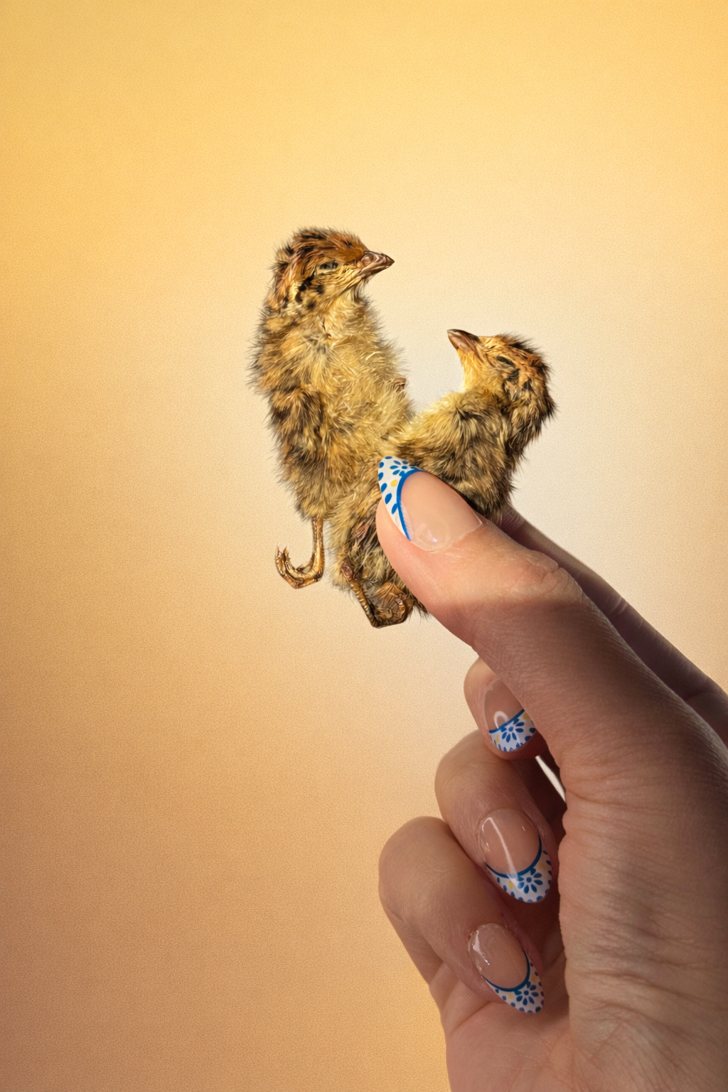 Dehydrated Quail Hatchlings