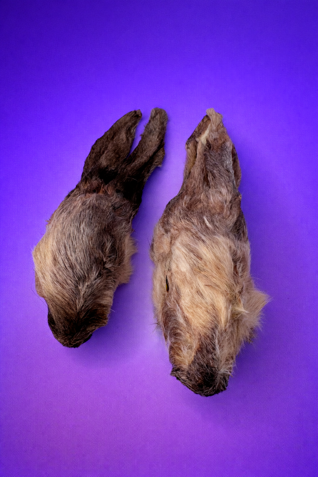 Whole Dehydrated Rabbit Head