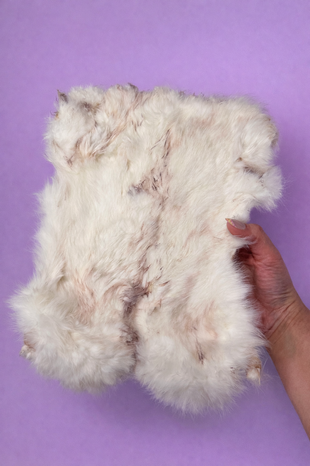 Dehydrated Rabbit Hide Plate