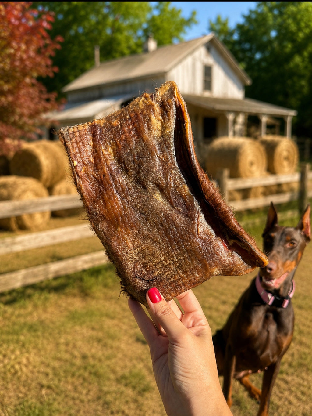 Dehydrated Cowhide Plate